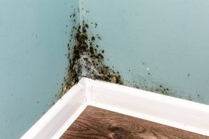 Best water damage dry out Services