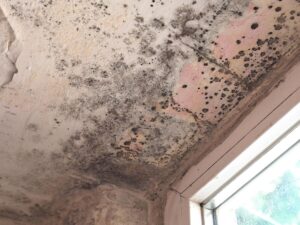 Expert Mold Removal & Air Duct Cleaning Services in Merritt Island