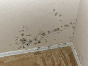 mold remediation and removal Merritt island
