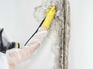 Best Mold Inspection services