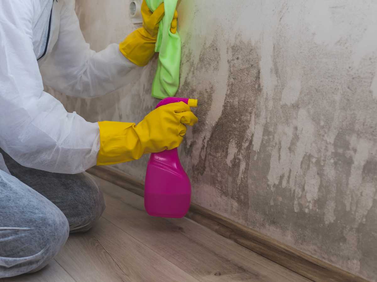 mold removal Merritt island.